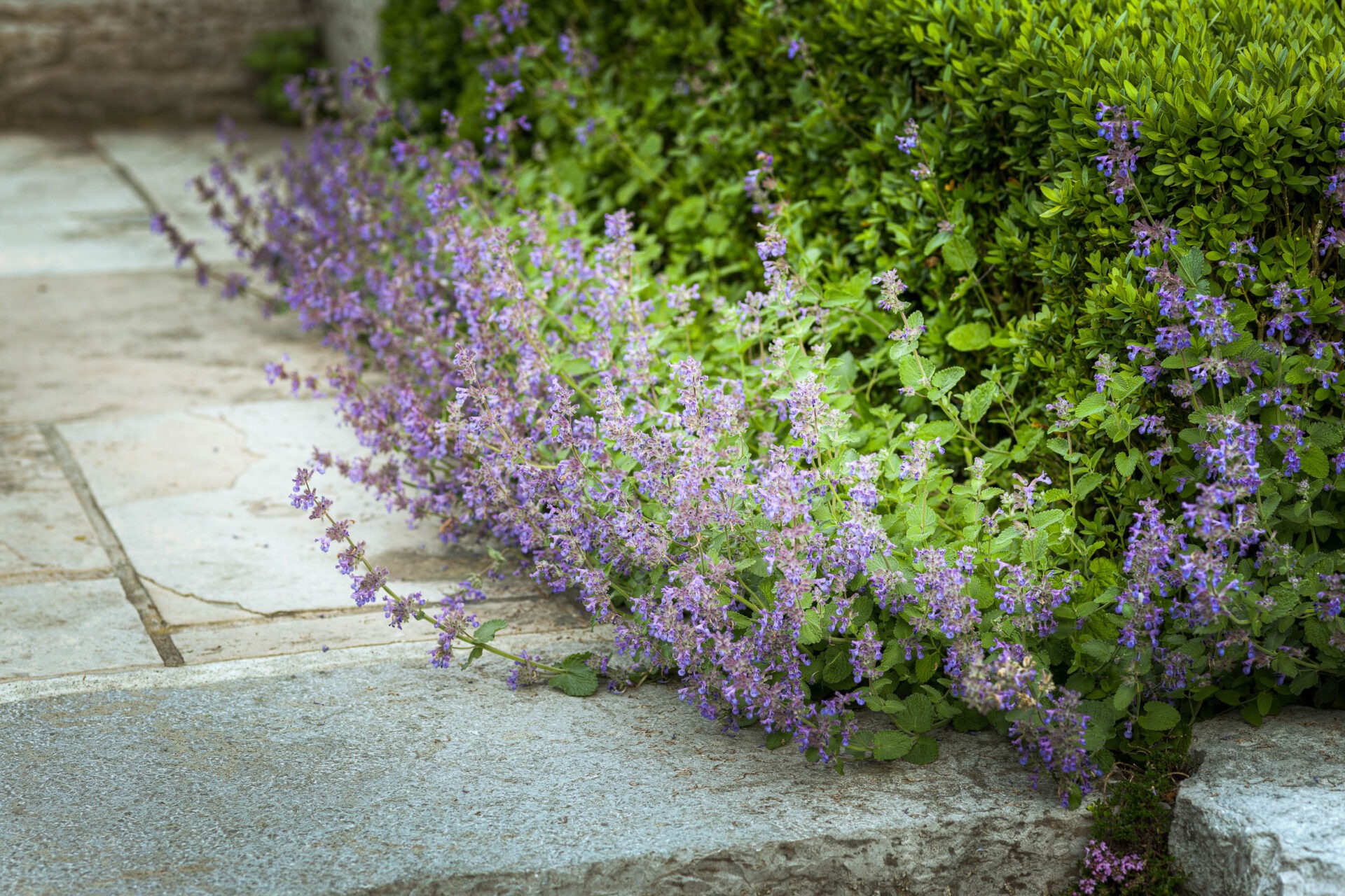 Vibrant purple flowers and green foliage border a stone walkway, creating a serene and colorful garden setting.