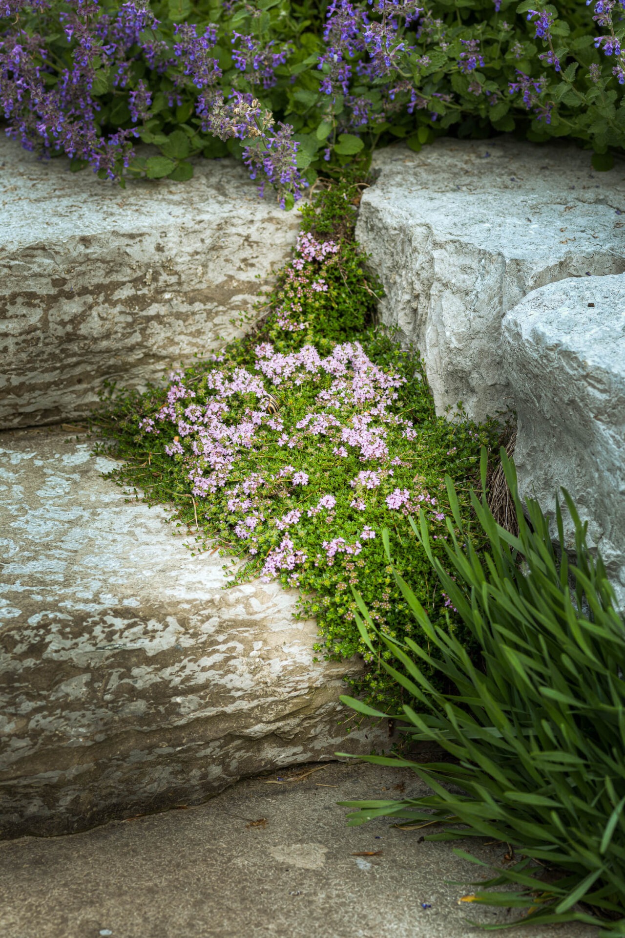 Purple and pink flowers cascade over stone steps, lush greenery surrounding them. Natural textures and colors enhance the serene garden setting.