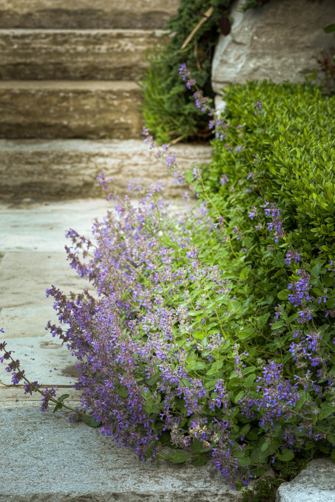 Stone steps next to lush greenery and blooming purple flowers create a serene garden scene with a rustic, natural ambiance.