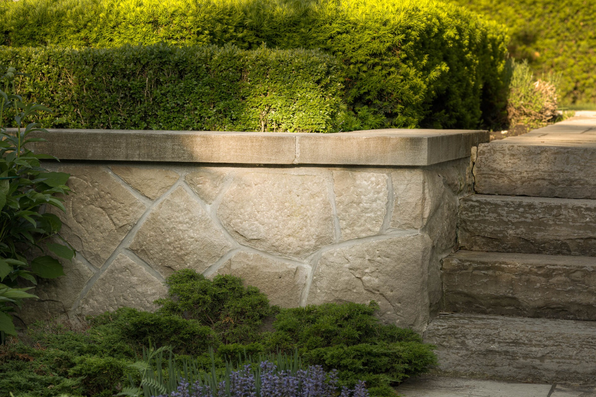 Stone steps and retaining wall with lush greenery, featuring carefully manicured bushes and small purple flowers under soft, natural sunlight.