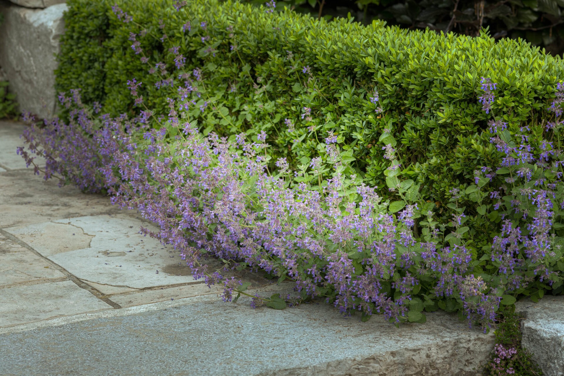 Lush green hedges with vibrant purple flowers line a paved stone path, creating a serene garden scene. Minimal stone accents enhance the natural beauty.