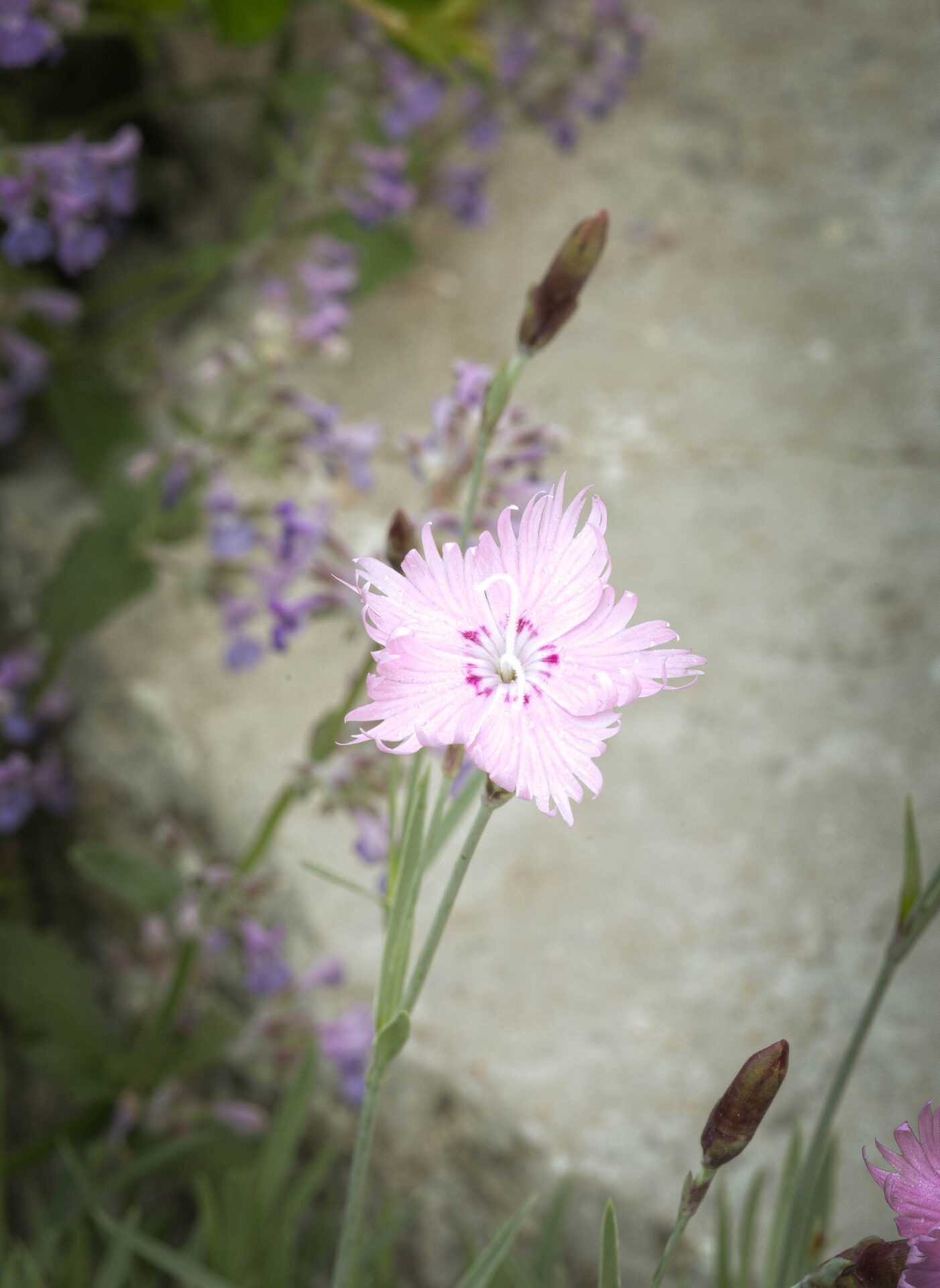 Close-up of a delicate light pink flower with a blurred background of purple flowers and green leaves, creating a soft, natural scene.