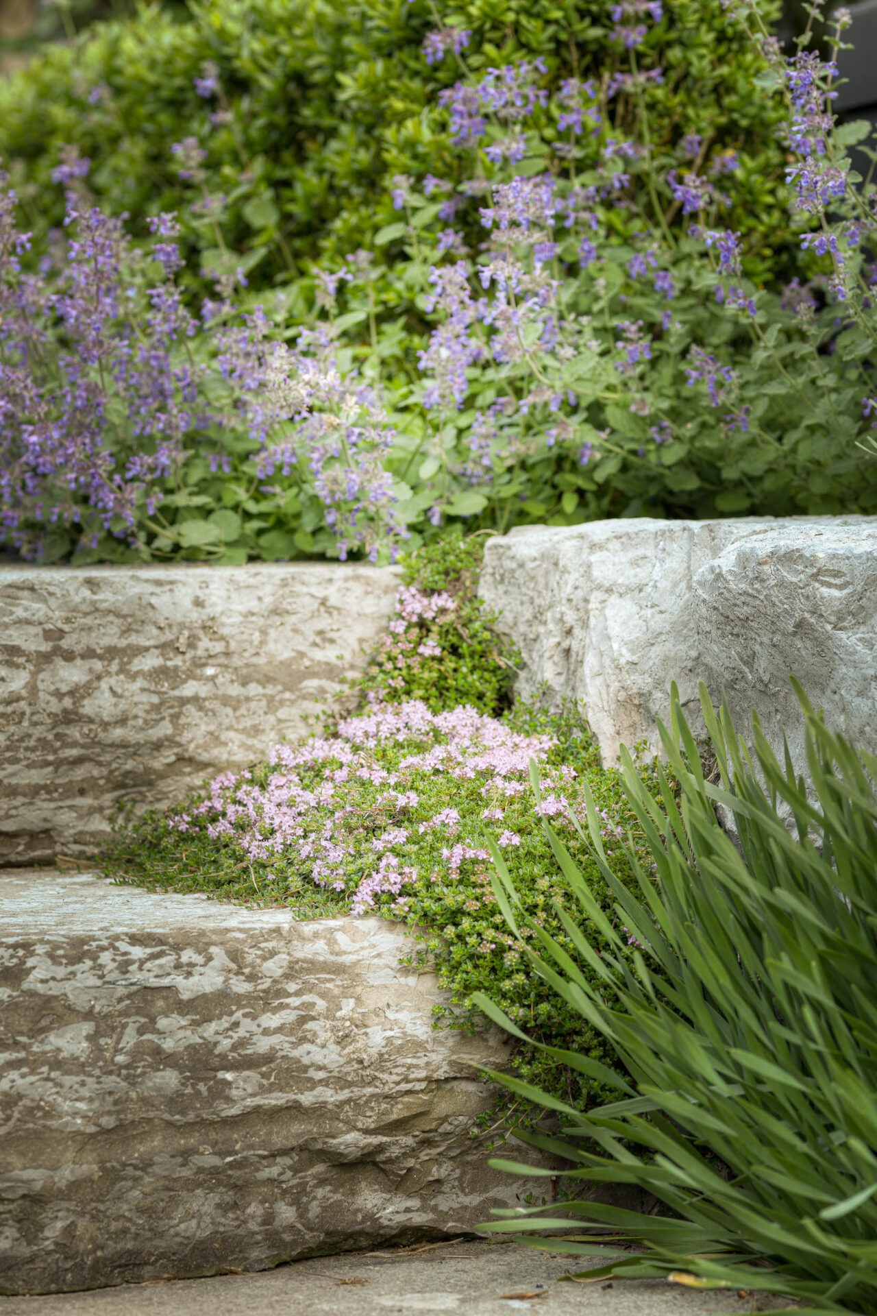 Stone steps adorned with lush green plants and delicate purple flowers create a serene garden scene, showcasing natural beauty and tranquility.