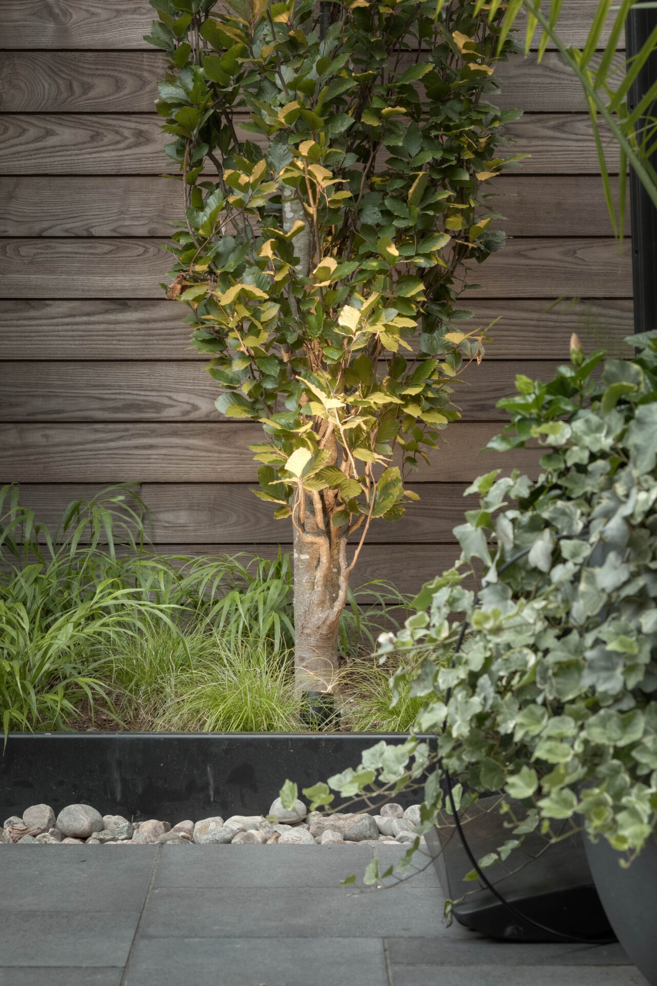 A lush, leafy plant is illuminated against a wooden fence backdrop, surrounded by grass and stones in a garden setting.