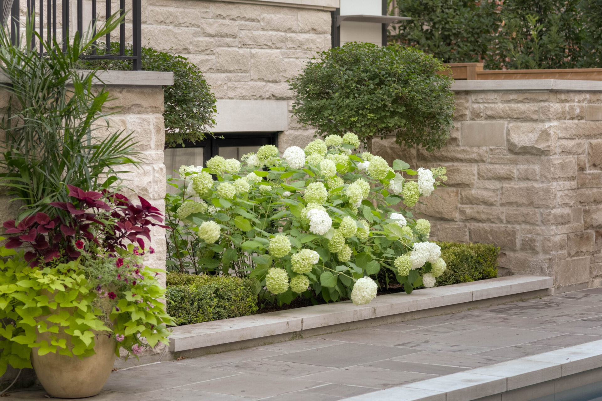 A landscaped garden features lush hydrangeas, potted plants, and trimmed shrubs against a stone wall, creating a serene, elegant outdoor setting.