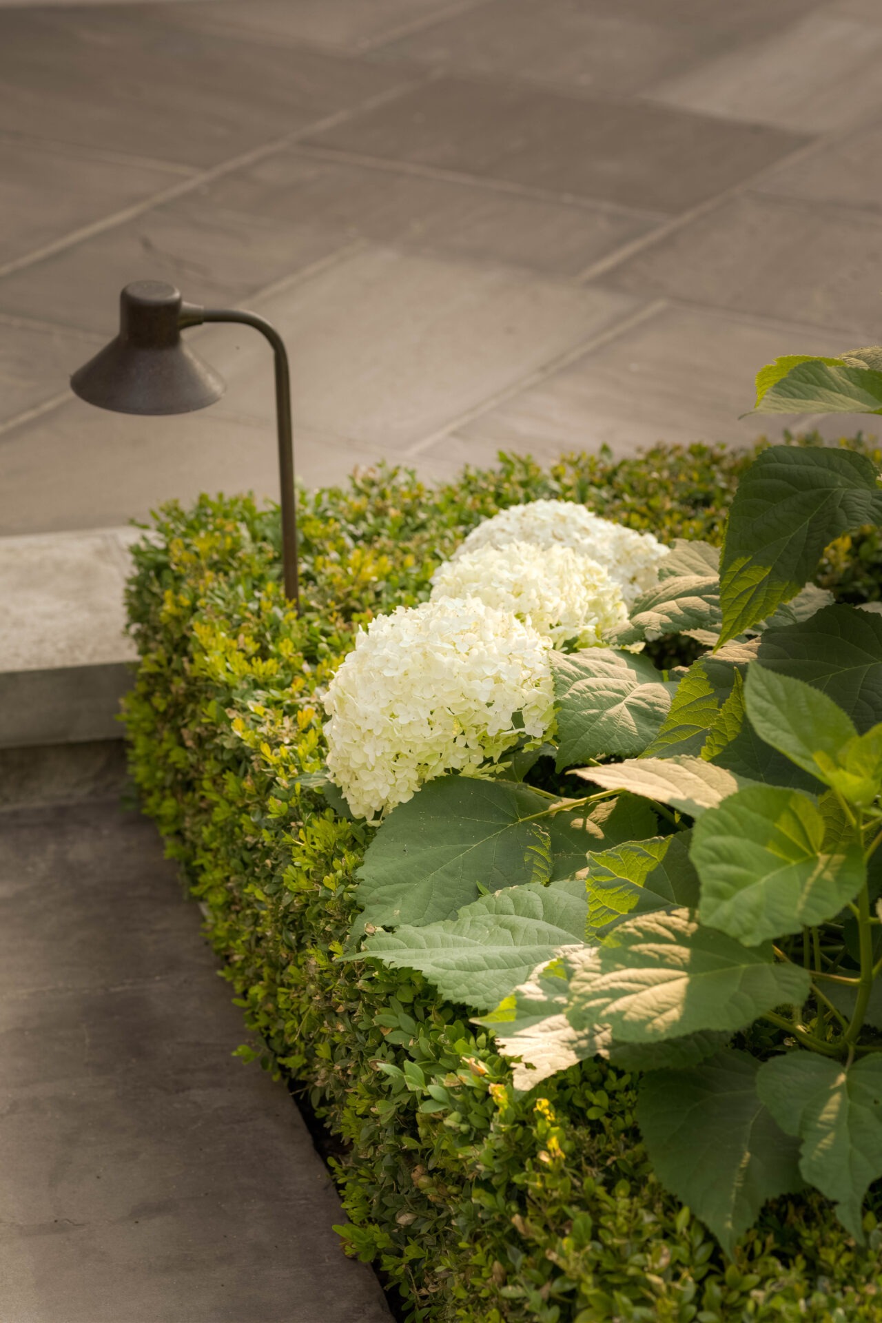 A neatly trimmed hedge surrounds blooming white hydrangeas under sunlight, accompanied by a simple black garden lamp on a stone pathway.