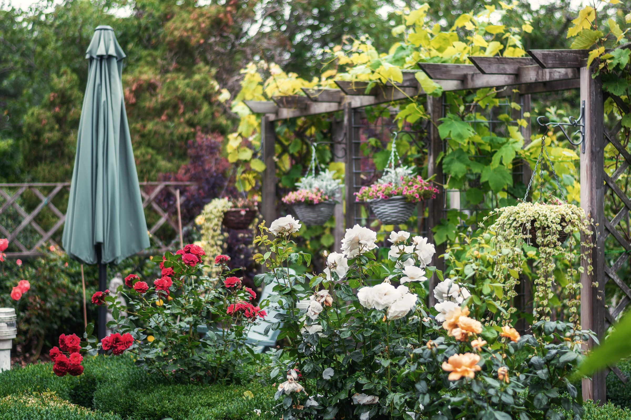 Garden with blooming roses and hanging baskets under pergola, surrounded by lush greenery and a closed umbrella. Peaceful, vibrant outdoor scene.