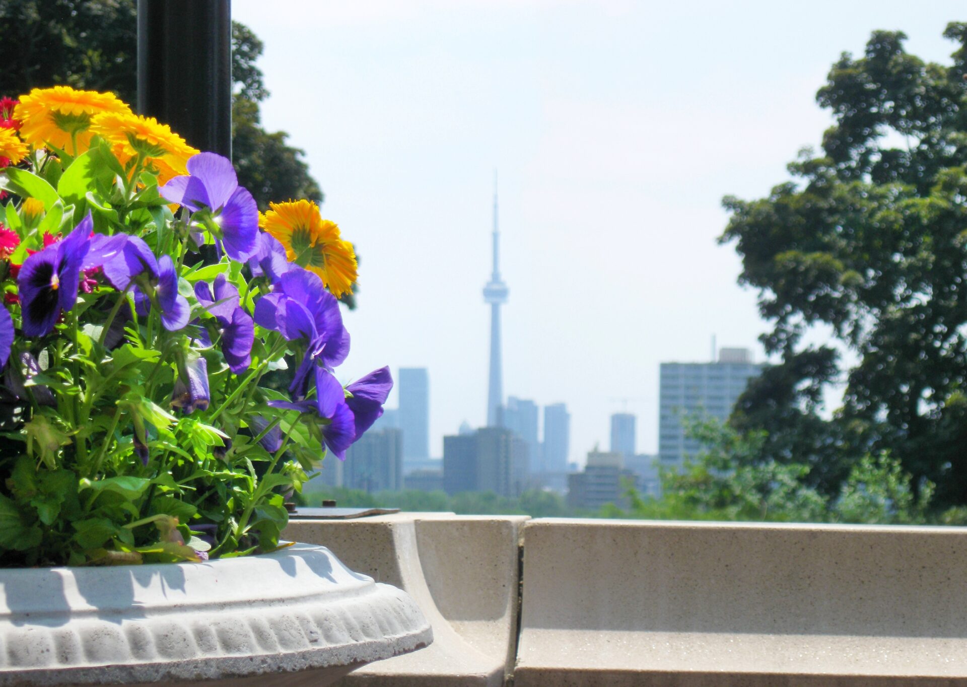 Colorful flowers in the foreground contrast with the CN Tower on a clear day in Toronto, skyscrapers and trees fill the skyline.