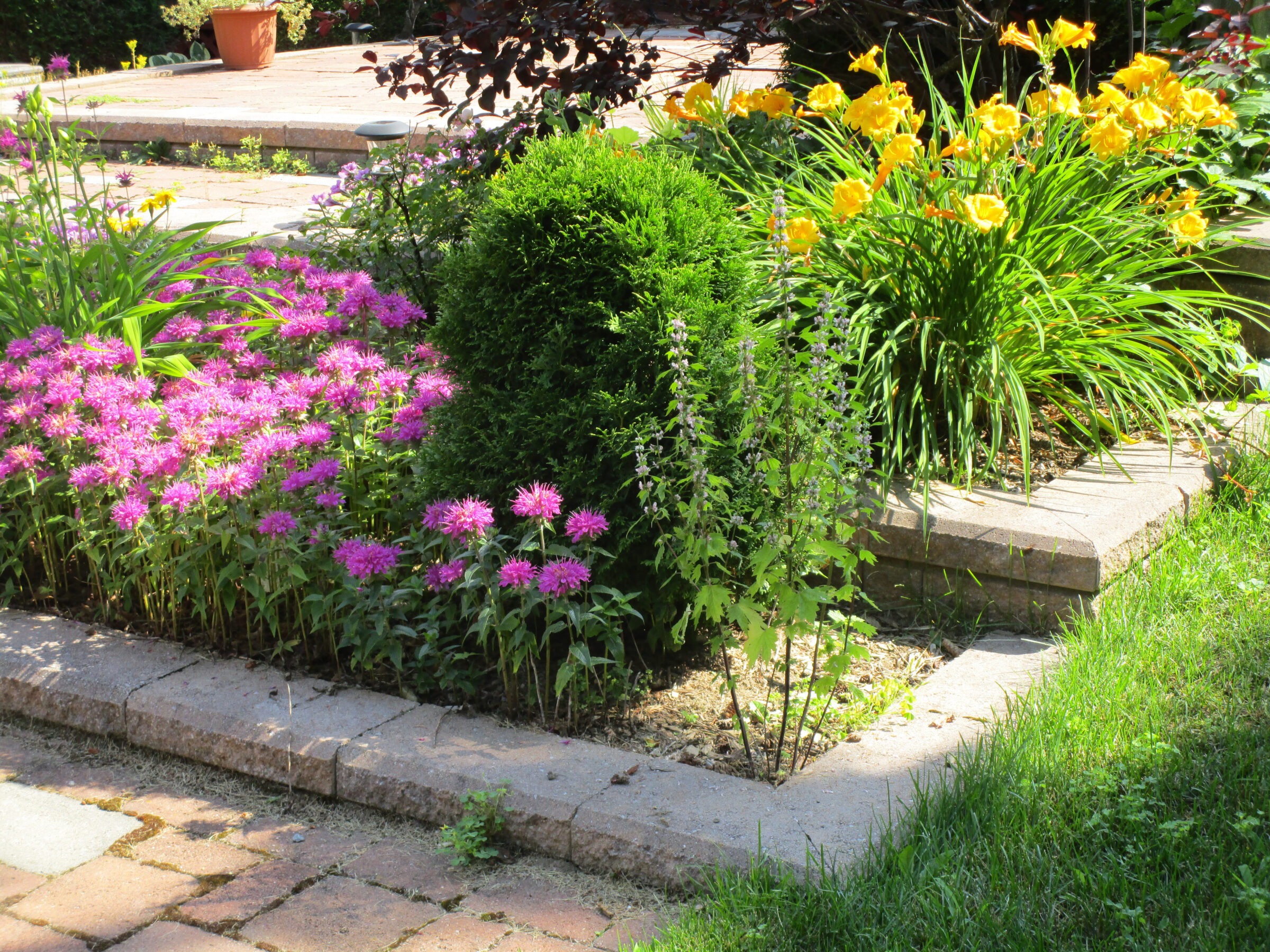 A vibrant garden with pink and yellow flowers, green shrubs, and a brick path, all bathed in bright sunlight.