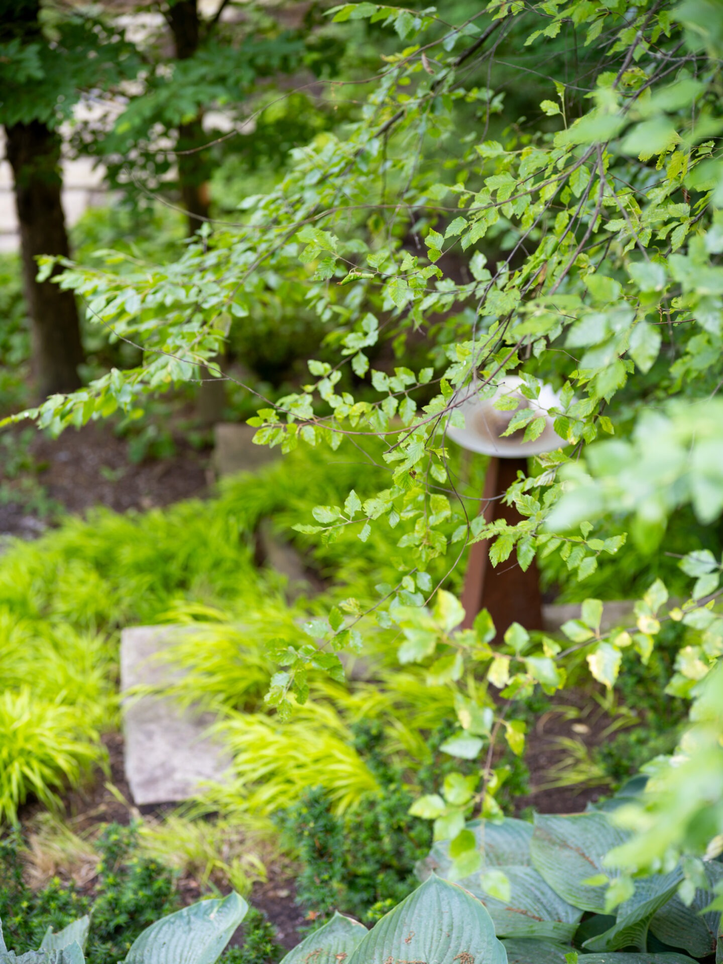 A lush garden scene featuring green foliage, large leaves, and a small stone path, creating a serene, natural atmosphere.