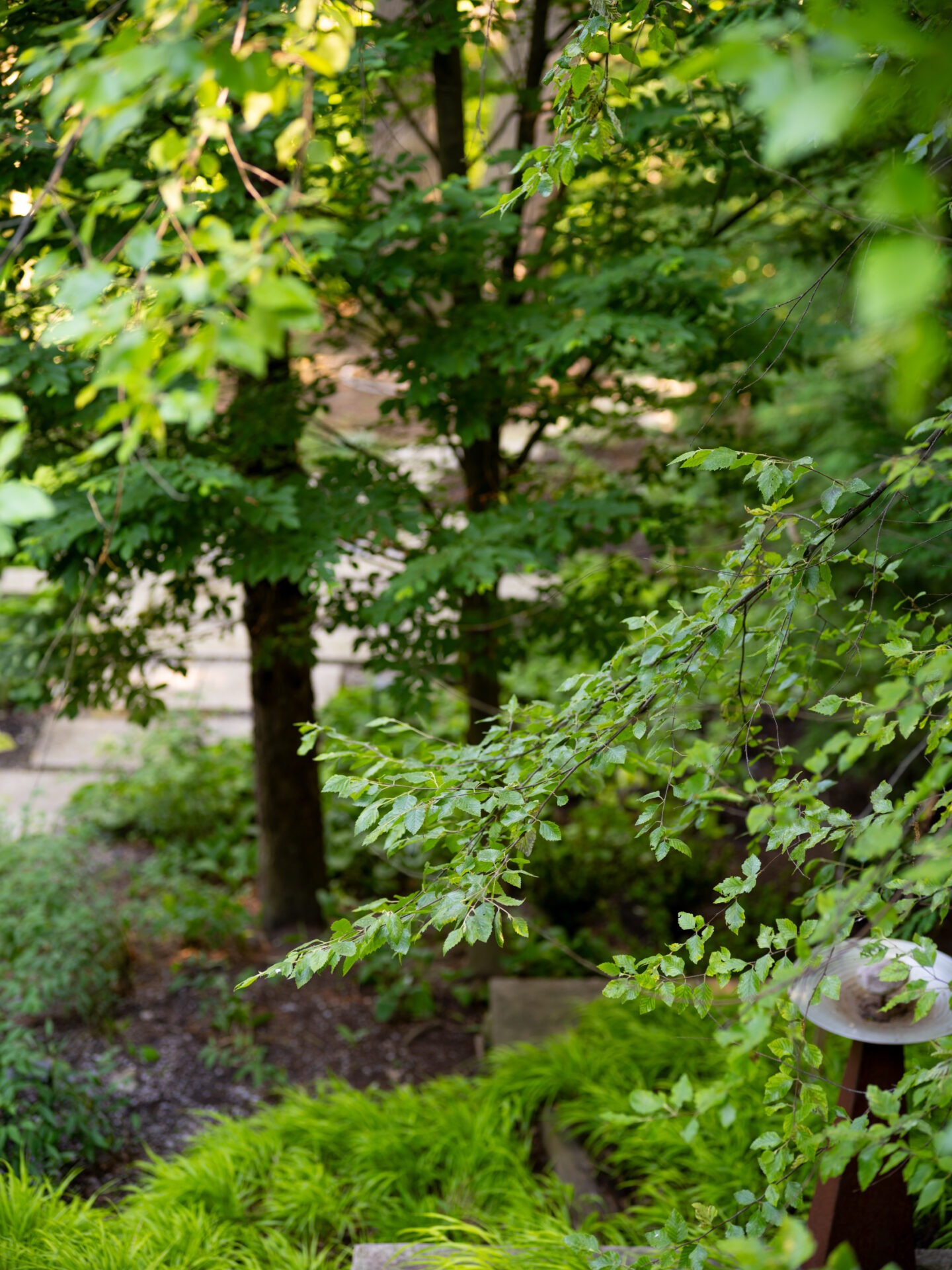 A lush garden scene with vibrant green foliage, a pathway, and sunlight filtering through the trees, creating a serene, natural atmosphere.