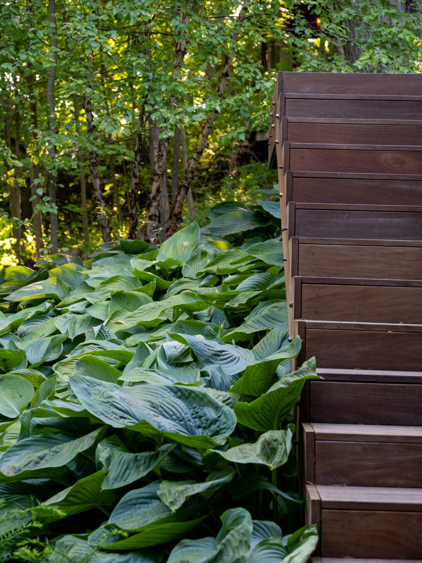 Wooden staircase alongside large hosta plants, set in a lush forest area with dense trees and vibrant green foliage, under soft natural light.