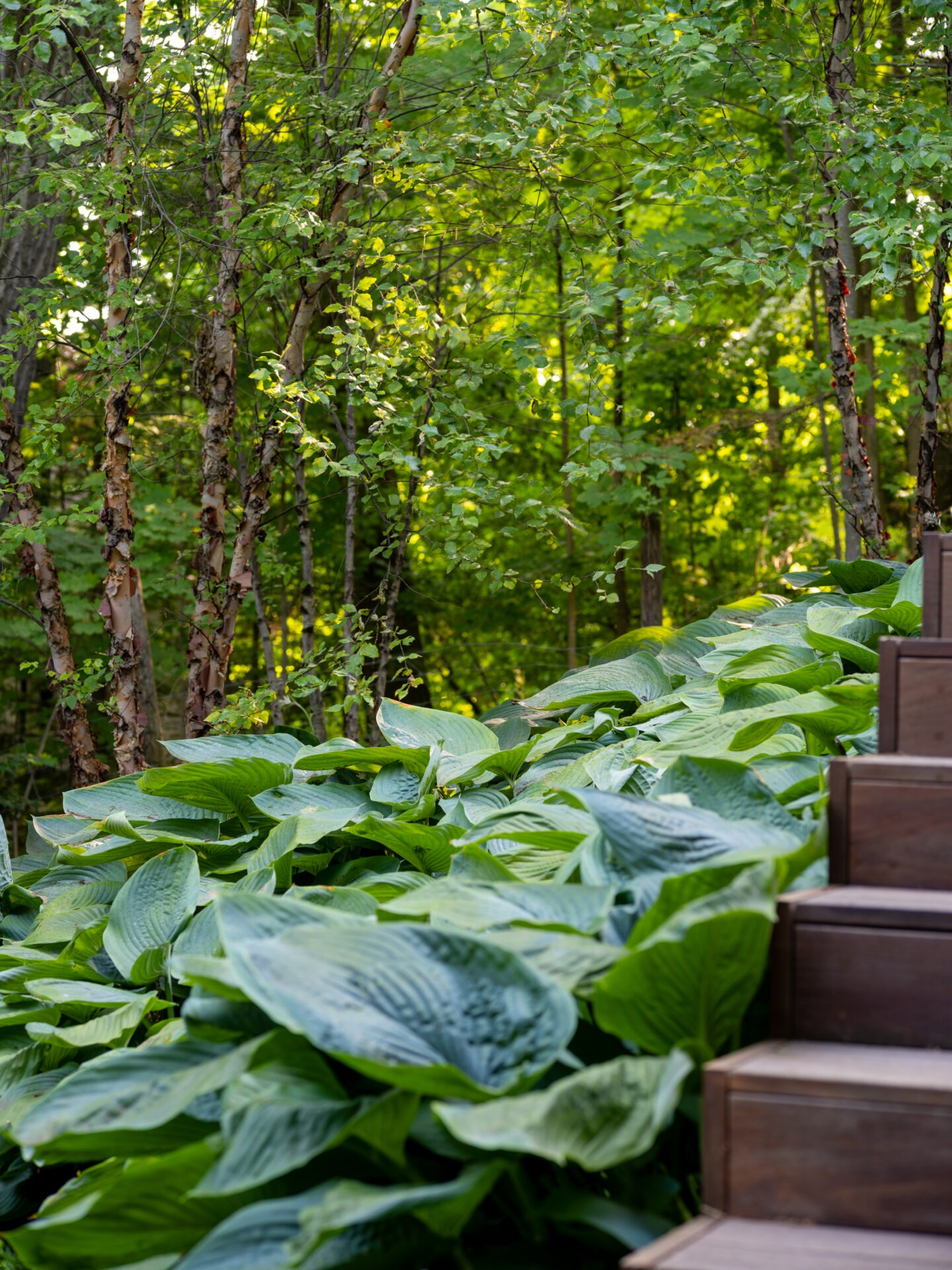 Wooden steps border lush green foliage in a forest setting. Sunlight filters through the dense canopy, creating a serene, natural atmosphere.