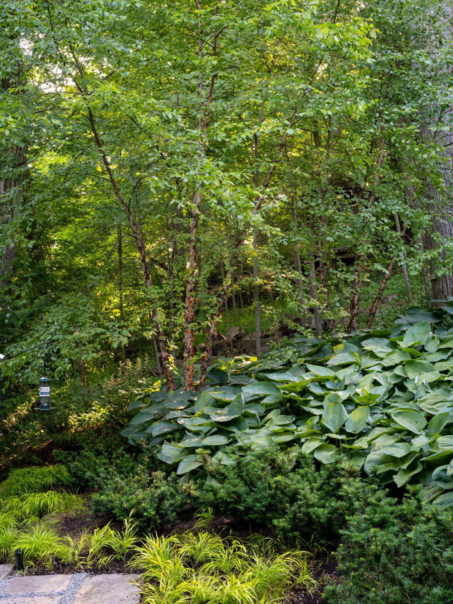 Lush green garden with leafy plants and small trees, featuring a bird feeder. Sunlight filters through the dense foliage above.