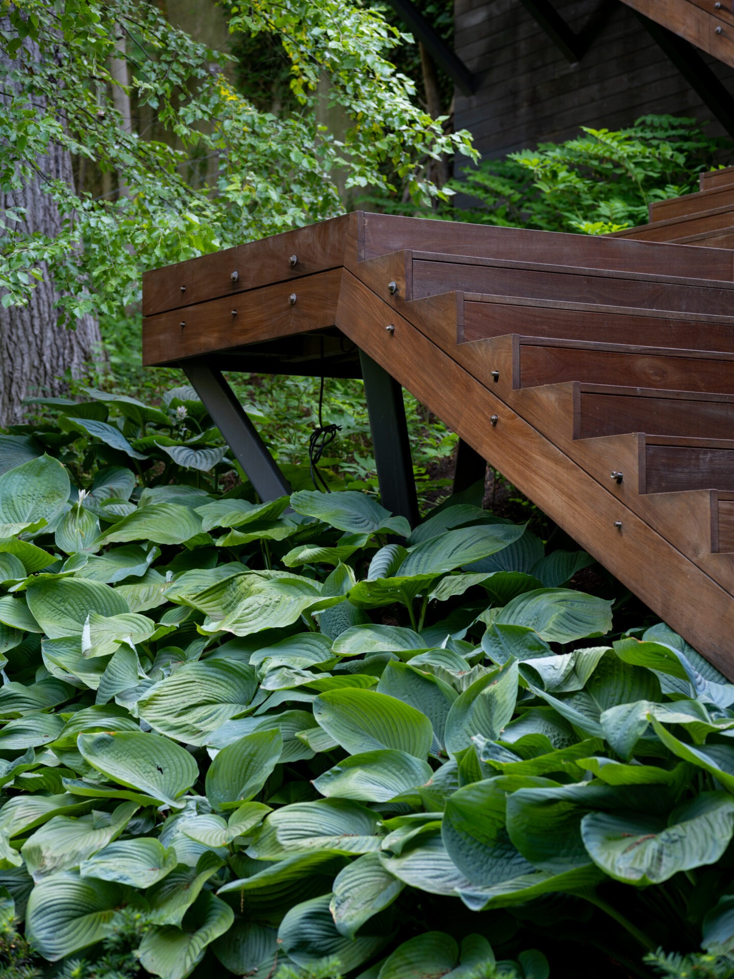 A wooden staircase leads through lush green foliage, surrounded by vibrant plants and trees, creating a serene and natural atmosphere.