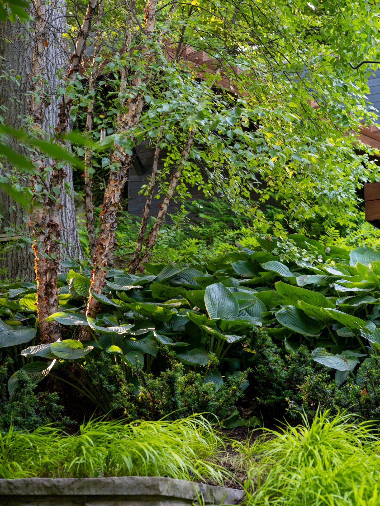 Lush garden with dense green foliage and birch trees, partially obscuring a structure. Sunlight filters through, highlighting leaves and creating shadows.