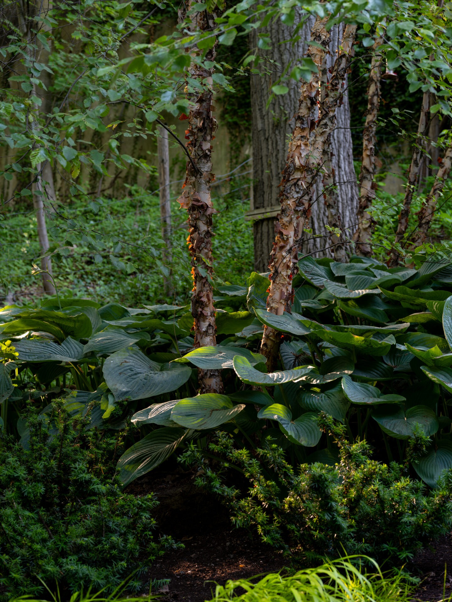Lush garden scene featuring hosta plants, trees with peeling bark, and dense foliage, creating a serene and vibrant natural setting.