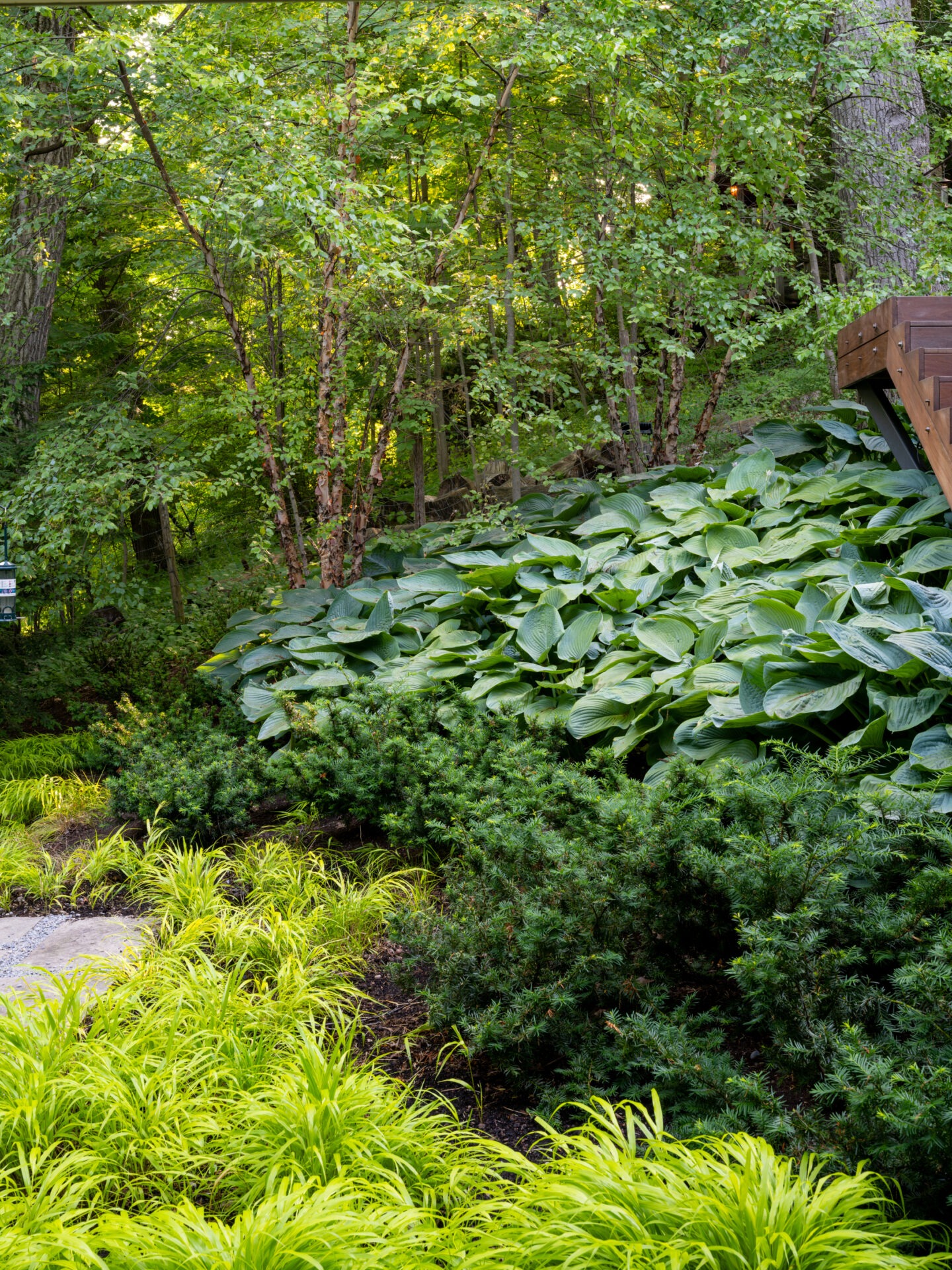 Lush garden scene with vibrant green plants and large hostas under a canopy of tall trees, beside wooden steps leading into the forest.