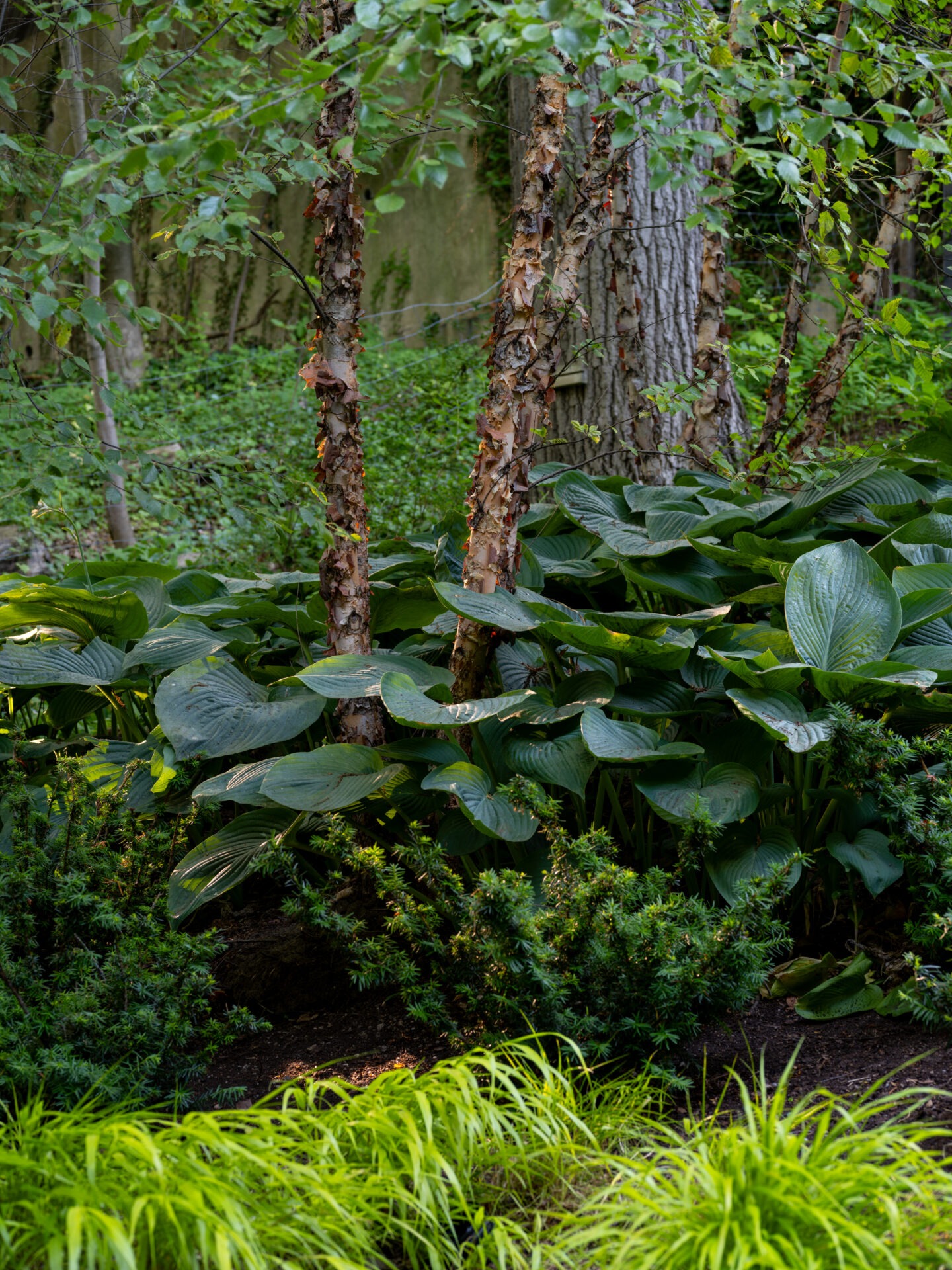 Lush, green garden with large leafy plants and trees. Thick foliage provides a serene, natural atmosphere, showcasing diverse plant life and vibrant greenery.
