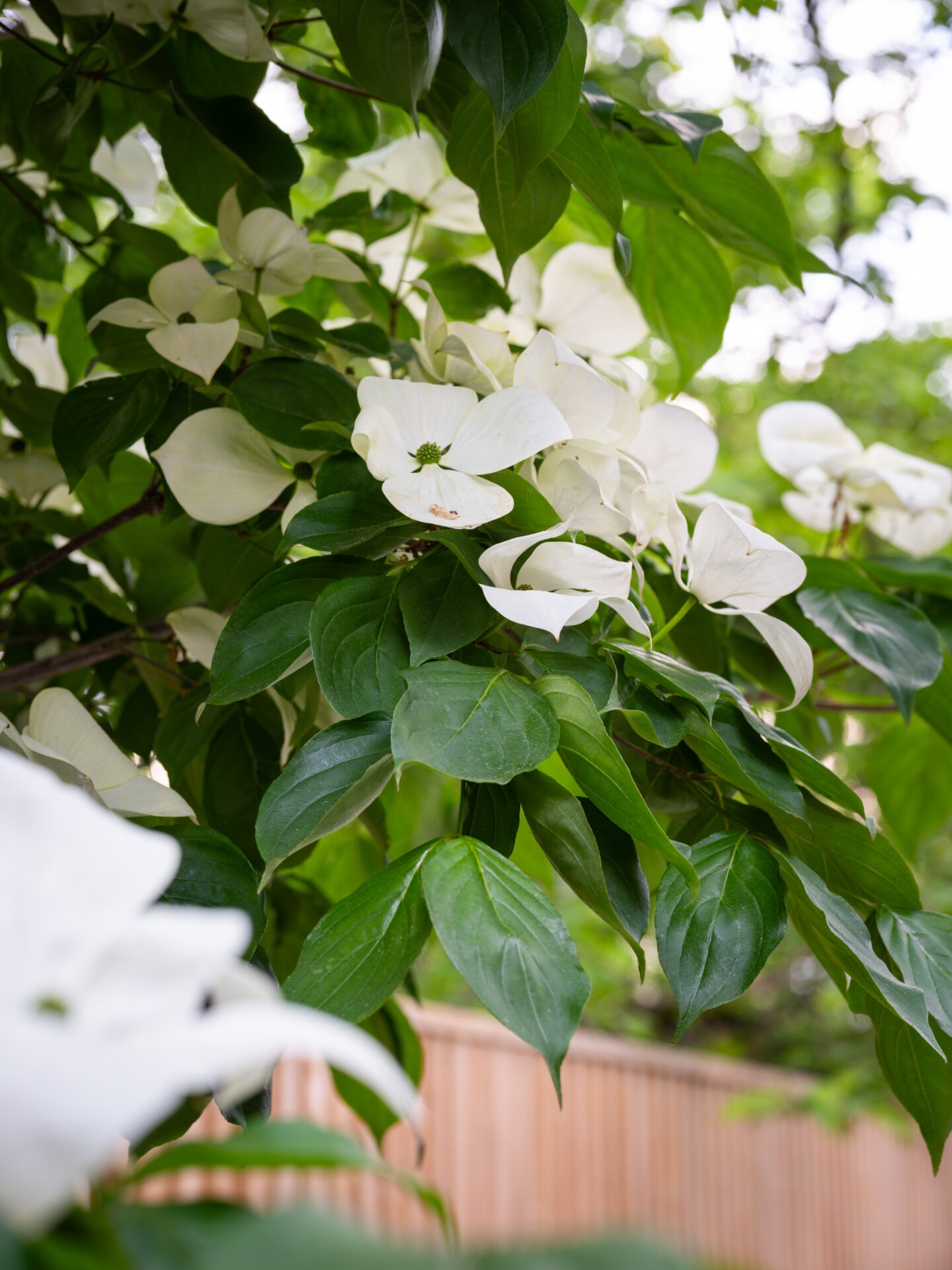White flowers and lush green leaves in a garden setting, with a wooden fence softly blurred in the background, suggesting a peaceful environment.