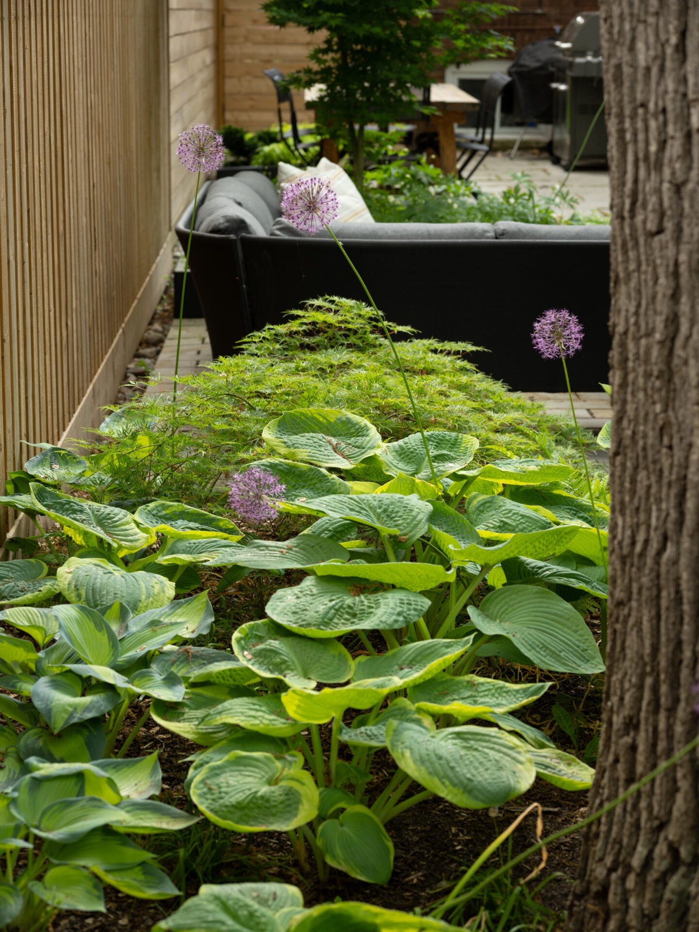 A lush garden features green hostas and purple allium flowers next to an outdoor seating area with a sofa and a wooden fence.