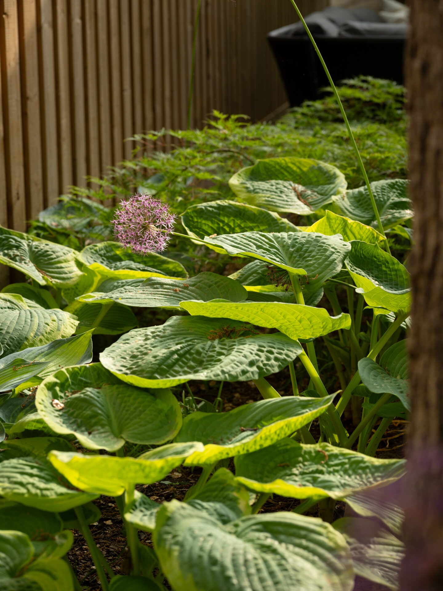 Lush garden featuring large hosta leaves with a single purple allium bloom, next to a wooden fence on a sunny day.