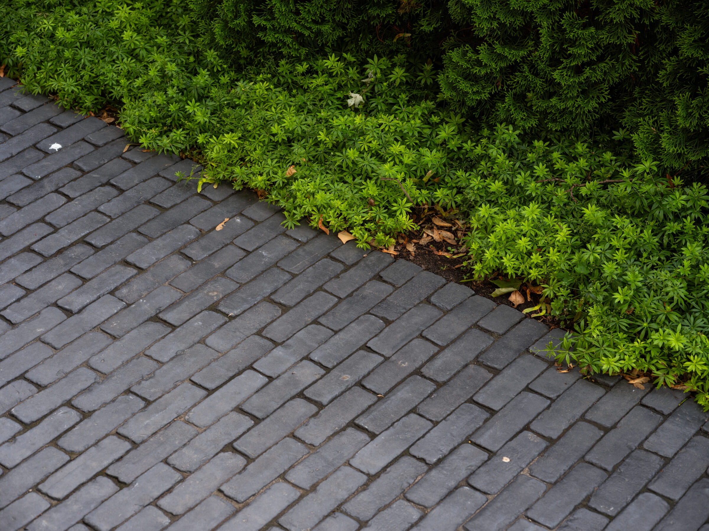 A path of gray bricks bordered by lush green plants, arranged diagonally, contrasts with the vibrant foliage above.