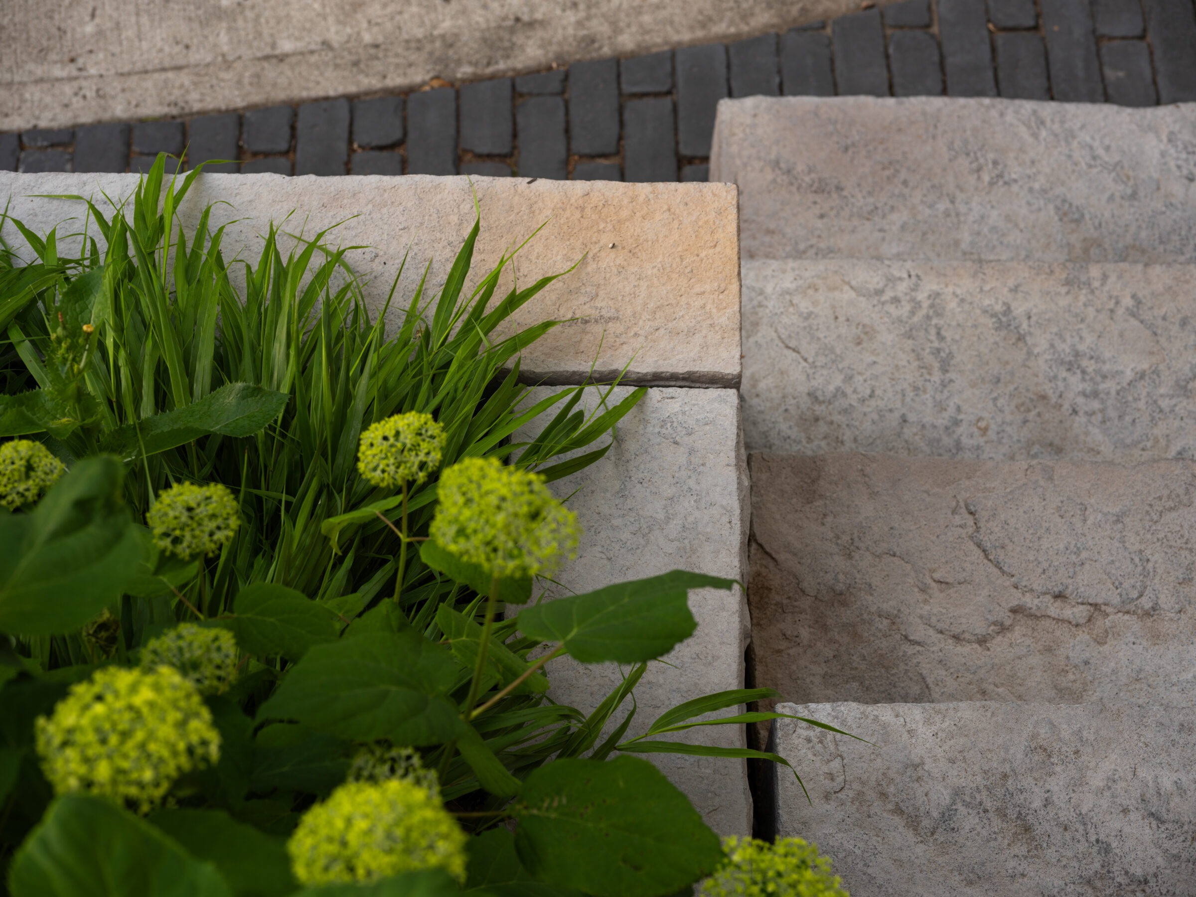 Close-up of stone steps next to green plants with light green flowers. The contrast highlights textures and natural versus man-made elements.